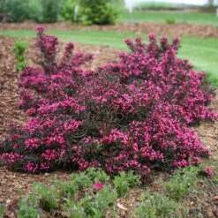 Spilled Wine® Weigela Shrub -Garden Plant Shop Spilled Wine Weigela 1 BB