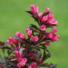 Spilled Wine® Weigela Shrub 2 Spilled Wine® Weigela Shrub -Garden Plant Shop Spilled Wine Weigela BB 600x600 404a5d44 16de 4b12 94c6 68b4dc11a660