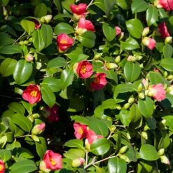 Spring's Promise Camellia Shrub -Garden Plant Shop Springs Promise Camellia 5