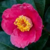 Spring's Promise Camellia Shrub -Garden Plant Shop Springs Promise Camellia BB 600x600 3749903c 7ab1 4823 8768 c3bb3b3d480b