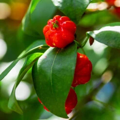 Star Cherry Tree (Pitanga) -Garden Plant Shop Star Cherry 10 BB