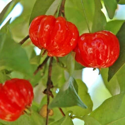 Star Cherry Tree (Pitanga) -Garden Plant Shop Star Cherry 5 BB
