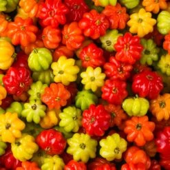 Star Cherry Tree (Pitanga) -Garden Plant Shop Star Cherry 6 BB