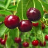 Stella Cherry Tree -Garden Plant Shop Stella Cherry Tree BB 600x600 df78b82b 8f63 4b86 a0c8 9e45cf2a25fe