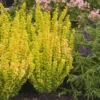 Sunjoy Golden Pillar Barberry Shrub 2 Sunjoy Golden Pillar Barberry Shrub -Garden Plant Shop Sunjoy Golden Pillar 220