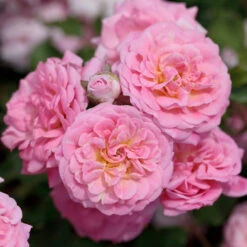 Sweet Drift® Rose -Garden Plant Shop Sweet Drift Rose 2