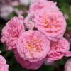 Sweet Drift® Rose -Garden Plant Shop Sweet Drift Rose BB 600x600 b8cccc7e 7ba5 4b88 948c 8d2f7d44bc90