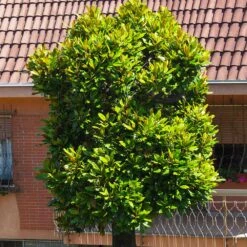 Sweetbay Magnolia Tree -Garden Plant Shop Sweetbay Magnolia 6 BB