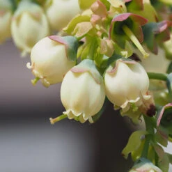 Sweetheart Blueberry Bush -Garden Plant Shop Sweetheart BLueberry 3