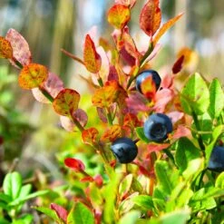 Sweetheart Blueberry Bush -Garden Plant Shop Sweetheart BLueberry 7