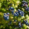 Toro Blueberry Bush -Garden Plant Shop TOro Blueberry BB 600x600 3b294a0f 892c 478e 9a20 2bd606a43374