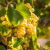 Tara Scuppernong Grape Vine -Garden Plant Shop Tara muscadine Grapes BB 600x600 d8728904 4bad 4c3f a8c8 3b3e0d18b863