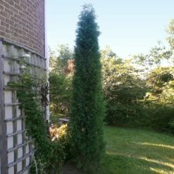 Taylor Juniper Tree -Garden Plant Shop Taylors Juniper 2