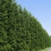Thuja Green Giant Tree -Garden Plant Shop Thuja Green Giant Tree BB 600x600 33b35905 5595 4f3f b409 78a208c28571