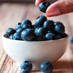 Top Hat Blueberry Bush 10 Top Hat Blueberry Bush -Garden Plant Shop TopHat BLueberry 5 BB