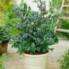 Top Hat Blueberry Bush -Garden Plant Shop Tophat BLueberry FGT 600x600 672ad931 dc6a 4f2e b106 e685893eccaf