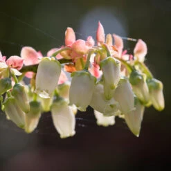 Toro Blueberry Bush 11 Toro Blueberry Bush -Garden Plant Shop Toro Blueberry 3