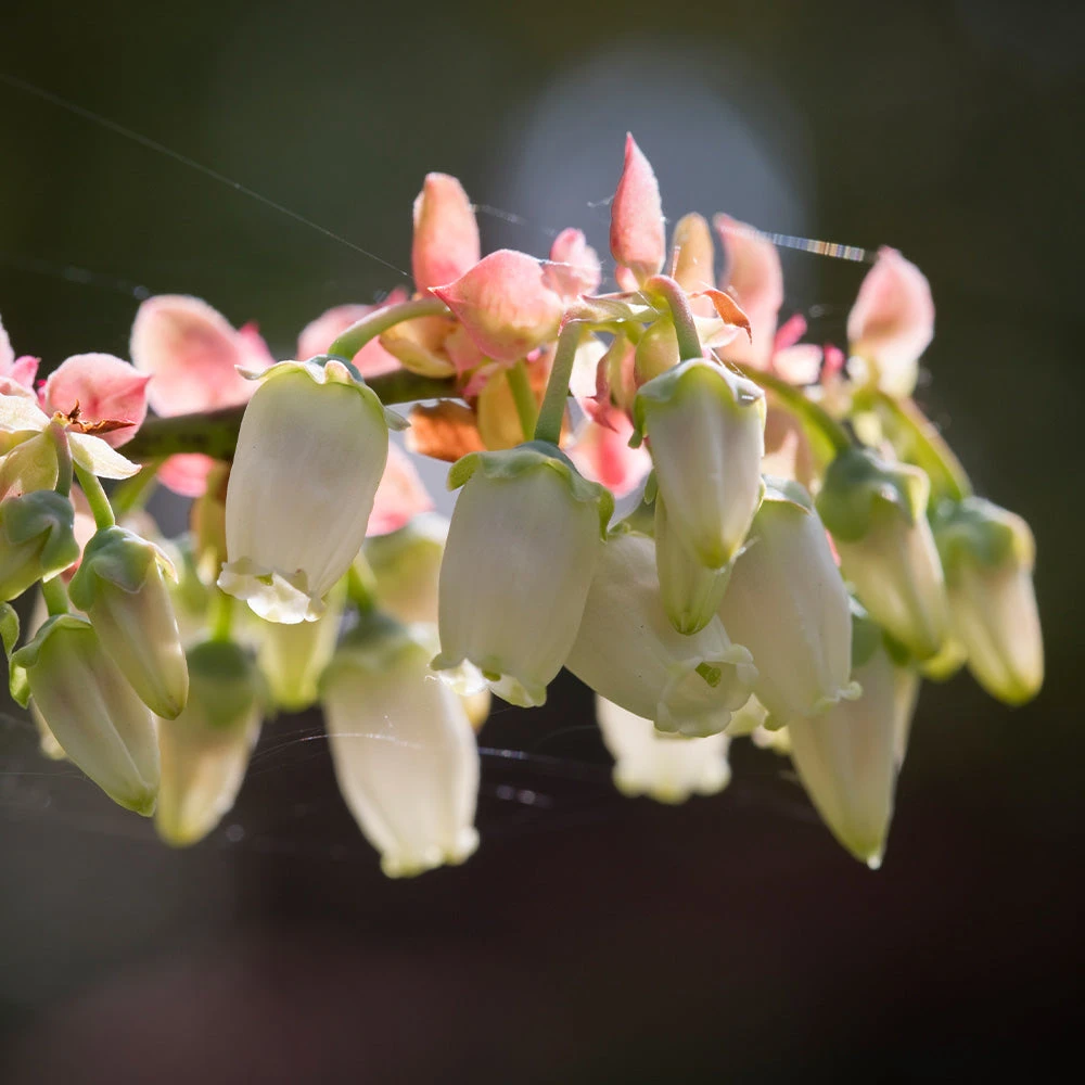 Toro Blueberry Bush 6 Toro Blueberry Bush - Image 4