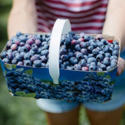 Toro Blueberry Bush 10 Toro Blueberry Bush -Garden Plant Shop Toro Blueberry 5 BB