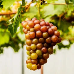 Triumph Grape Vine