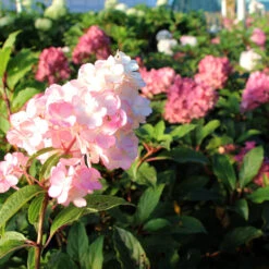 Vanilla Strawberry™ Hydrangea Tree -Garden Plant Shop Vanilla Strawberry Hydrangea Tree 2 BB