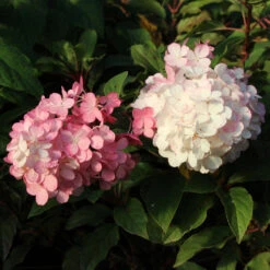 Vanilla Strawberry™ Hydrangea Tree -Garden Plant Shop Vanilla Strawberry Hydrangea Tree 3 FGT