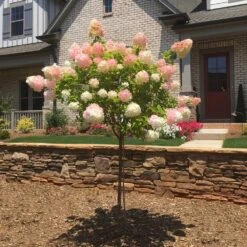 Vanilla Strawberry™ Hydrangea Tree -Garden Plant Shop Vanilla Strawberry Hydrangea Tree BB 2