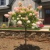 Vanilla Strawberry™ Hydrangea Tree -Garden Plant Shop Vanilla Strawberry Hydrangea Tree BB 600x600 d9774181 d500 445f 99f7 766736cb780d