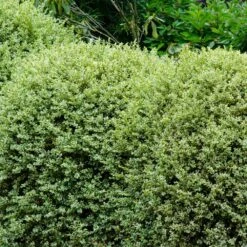 Variegated Boxwood Shrub -Garden Plant Shop Variegated Boxwood 1