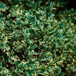 Variegated Boxwood Shrub -Garden Plant Shop Variegated Boxwood 3 BB