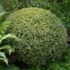 Variegated Boxwood Shrub -Garden Plant Shop Variegated Boxwood BB 600x600 8dc5bde4 48b4 45c6 a87f 655e782edae5