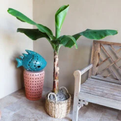Veranda Banana Tree -Garden Plant Shop Veranda Banana 3