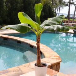 Veranda Banana Tree -Garden Plant Shop Veranda Banana 5 BB