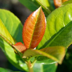 Volcano Cherry Laurel -Garden Plant Shop Volcano Laurel 1