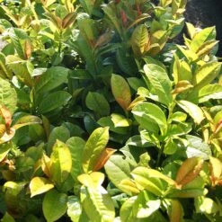 Volcano Cherry Laurel -Garden Plant Shop Volcano Laurel 2 BB
