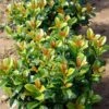 Volcano Cherry Laurel -Garden Plant Shop Volcano Laurel BB 600x600 c27bf687 aa14 48cf b5db 43ee244fcb5d