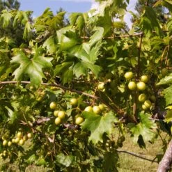 Wine Lover's Kit -Garden Plant Shop WIne Lovers Kit 2