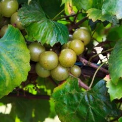 Wine Lover's Kit -Garden Plant Shop WIne Lovers Kit 3