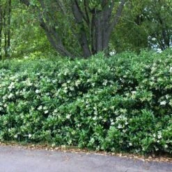 Waxleaf Privet Hedge -Garden Plant Shop Wax Leaf Privet 2 BB