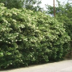 Waxleaf Privet Hedge -Garden Plant Shop Wax Leaf Privet 3 BB