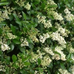 Waxleaf Privet Hedge -Garden Plant Shop Wax Leaf Privet 4 BB