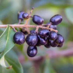 Waxleaf Privet Hedge -Garden Plant Shop Wax Leaf Privet 5 BB