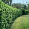 Waxleaf Privet Hedge 1 Waxleaf Privet Hedge -Garden Plant Shop Wax Leaf Privet BB 600x600 dd2dd856 1412 44c1 b6a8 f768573d1edd