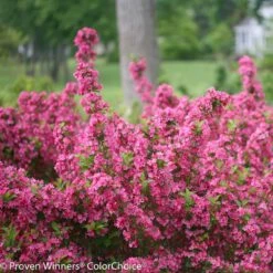 Sonic Bloom® Weigela Shrub -Garden Plant Shop Weigela Sonic Bloom Pink 2 BB