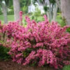 Sonic Bloom® Weigela Shrub