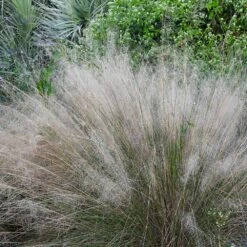 White Cloud Muhly Grass -Garden Plant Shop White Cloud Muhly Grass 1 BB