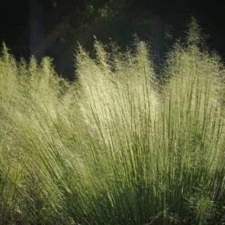 White Cloud Muhly Grass -Garden Plant Shop White Cloud Muhly Grass 2 BB