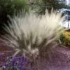 White Cloud Muhly Grass -Garden Plant Shop White Cloud Muhly Grass BB 600x600 520192ed b0aa 4b85 8fa6 aef07000fab1