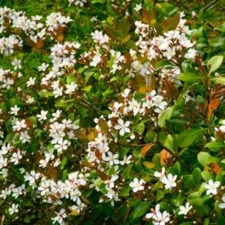 Snow White Indian Hawthorn Shrub 7 Snow White Indian Hawthorn Shrub -Garden Plant Shop White Indian Hawthorn 1