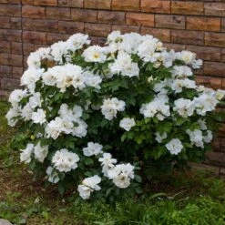 White Knock Out® Rose -Garden Plant Shop White Knockout Rose 4
